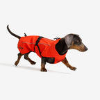 Cyclone Dog Jacket Dog